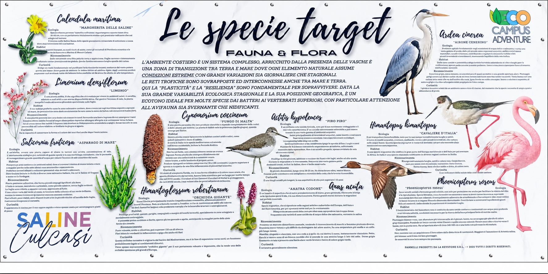 le specie target
